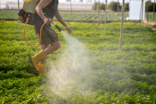Best Exterminator Services  in Lakewood, WA