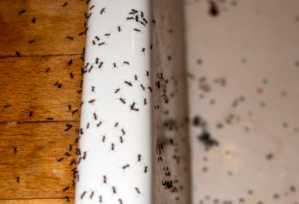 Best Commercial Pest Control Services  in Lakewood, WA
