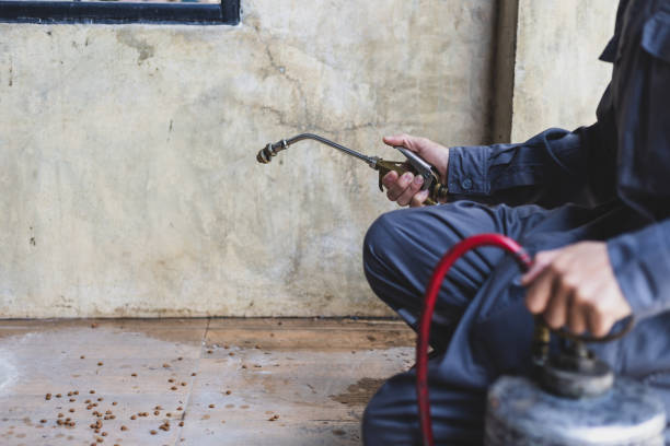 Best Rat Extermination Near Me  in Lakewood, WA